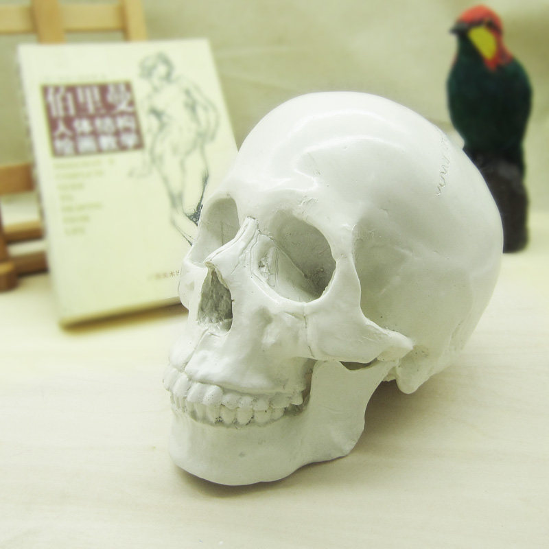 头骨静物摆件艺用人体骷髅美术素描绘画教学水粉颜料