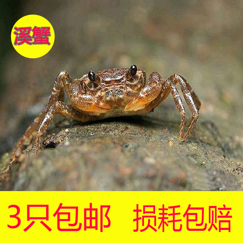 野生活体螃蟹河蟹溪蟹原生态辣椒蟹水族观赏相手蟹淡水迷你宠物