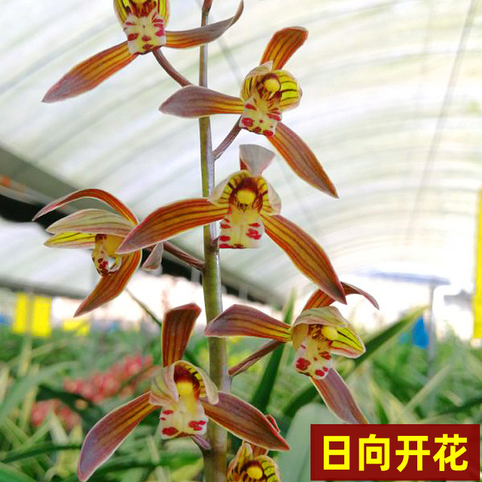 兰花花苗中透宽叶日向金边墨兰室内盆栽花卉时令草本花卉