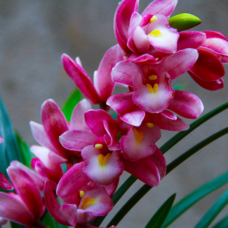 兰花盆栽夜来香矮种室内植物花卉绿植兰草鲜花时令草本花卉