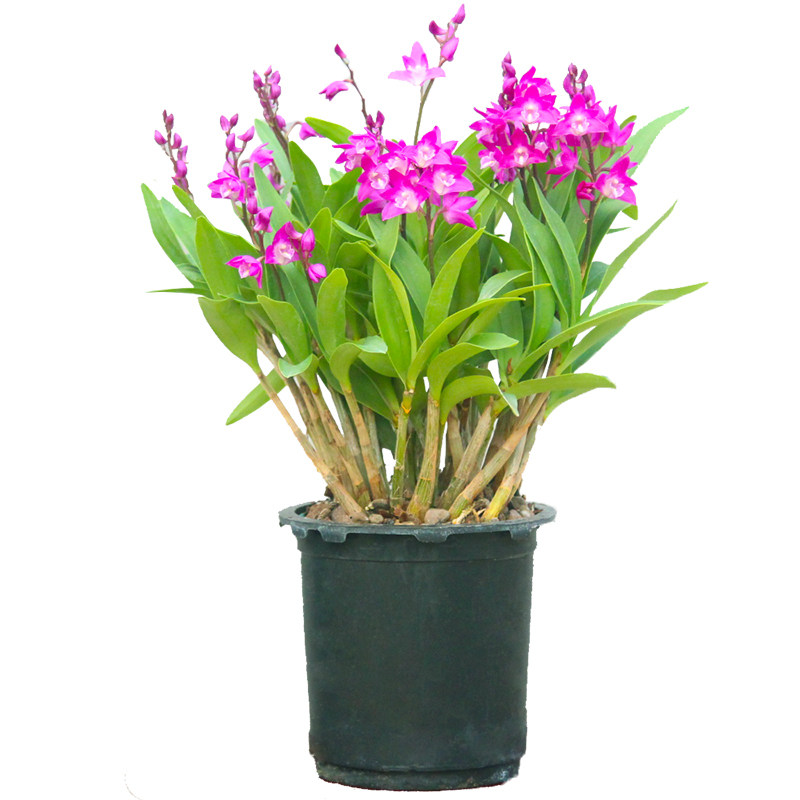 澳洲石斛盆栽室内阳台四季绿植客厅花卉植物时令草本花卉