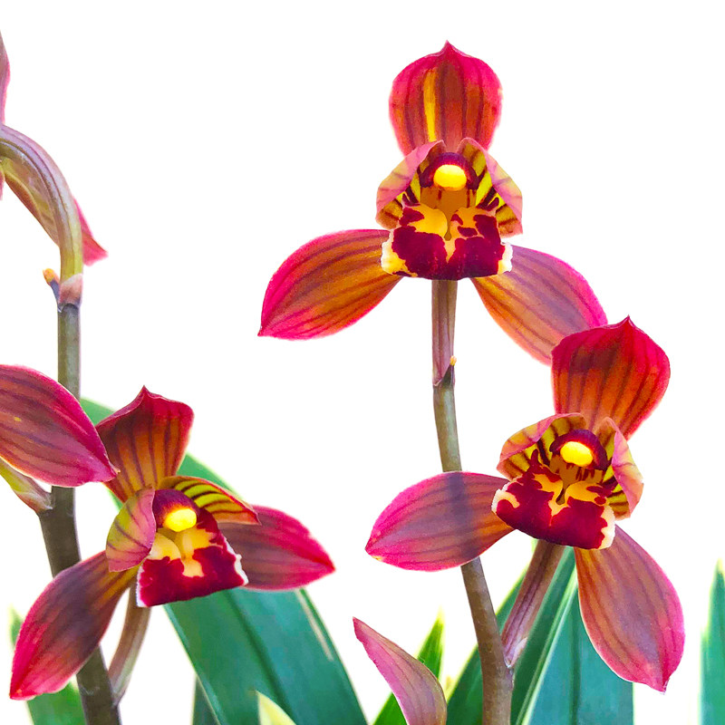 名贵兰花苗【东方红荷】矮种金边室内盆栽绿植花卉四季建兰兰草