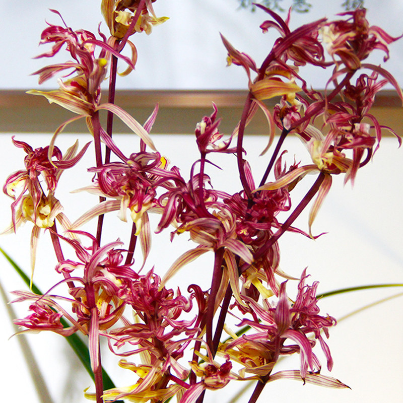 奇花兰花名贵花苞红凤寒兰盆栽室内花卉兰草时令草本花卉