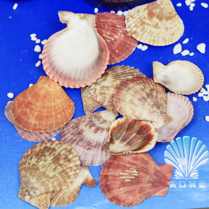 贝壳七彩扇贝3.2-5cm1元4个天然彩色海螺装饰海螺
