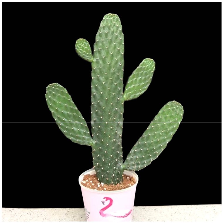 万岁仙人掌福运花媒人多植物进口网红无刺中华多肉植物