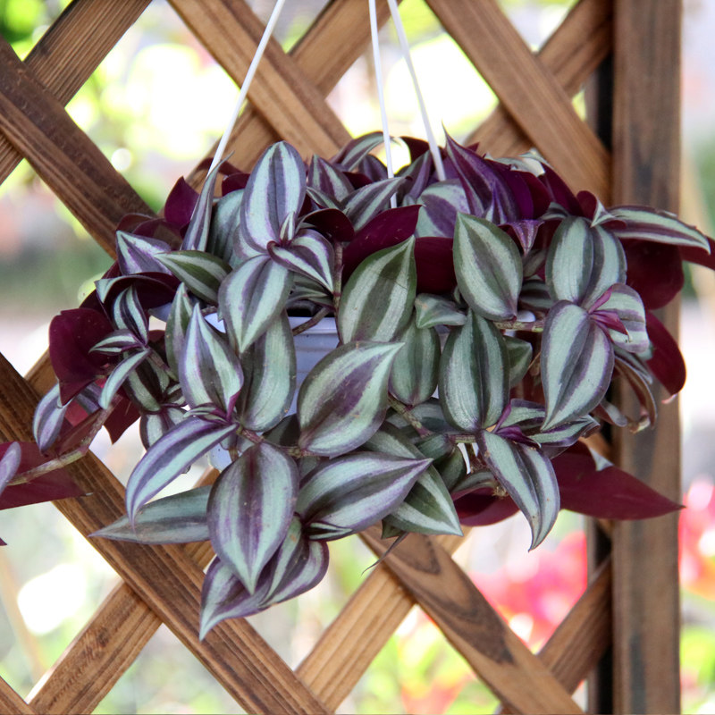 吊兰绿植紫叶吊竹梅垂爬藤水培盆栽花卉室内绿植