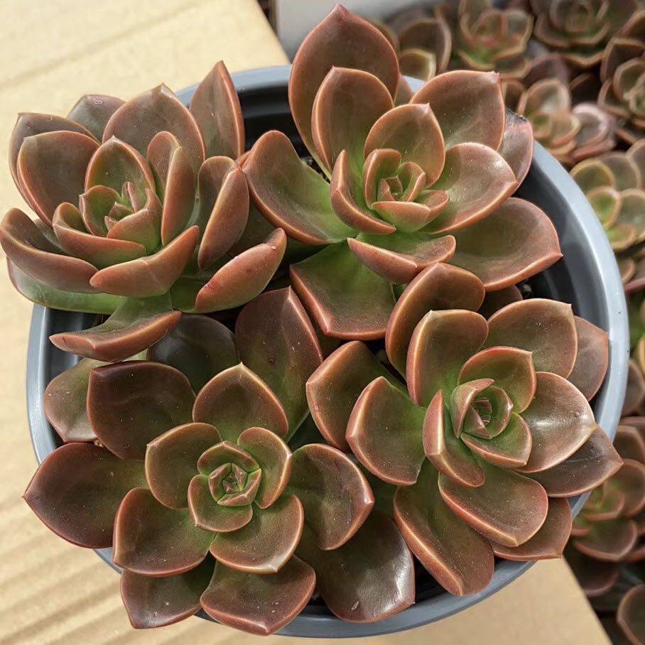巧克巧克力力多植物单头56cm组合盆栽室内办公多肉植物