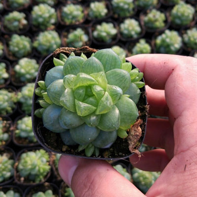 水晶玉露多肉植物组合盆栽新手好养室内花卉多肉植物