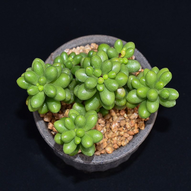 绿龟之卵多肉植物精品老桩小贵稀有品种防辐射多肉植物