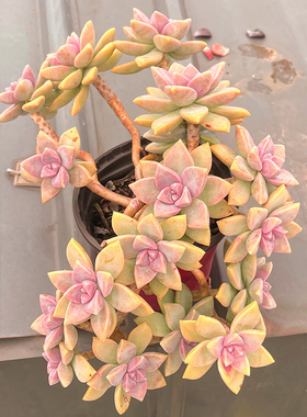 紫雾多肉植物老桩淡雪肉肉室内绿植