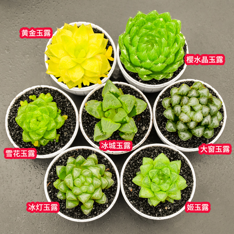 玉露精品多肉植物大颗稀有品种室内桌面办公室多肉植物