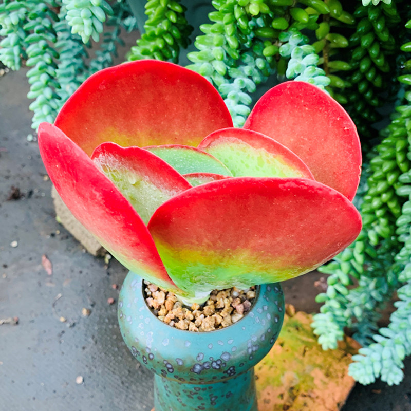 老桩泰曼唐印多肉植物稀有肉肉盆栽创意罕见多肉植物