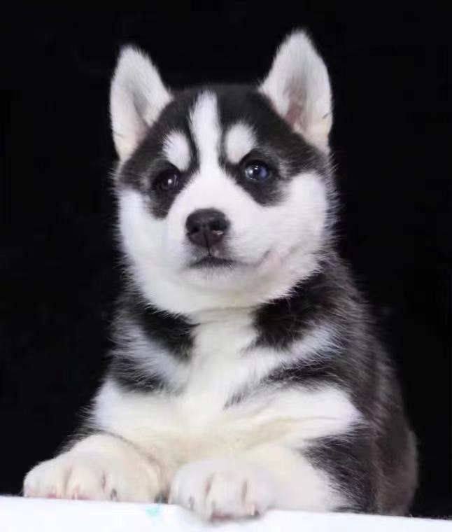 幼犬哈士奇纯种西伯利亚雪橇犬短毛中型家养宠物宠物