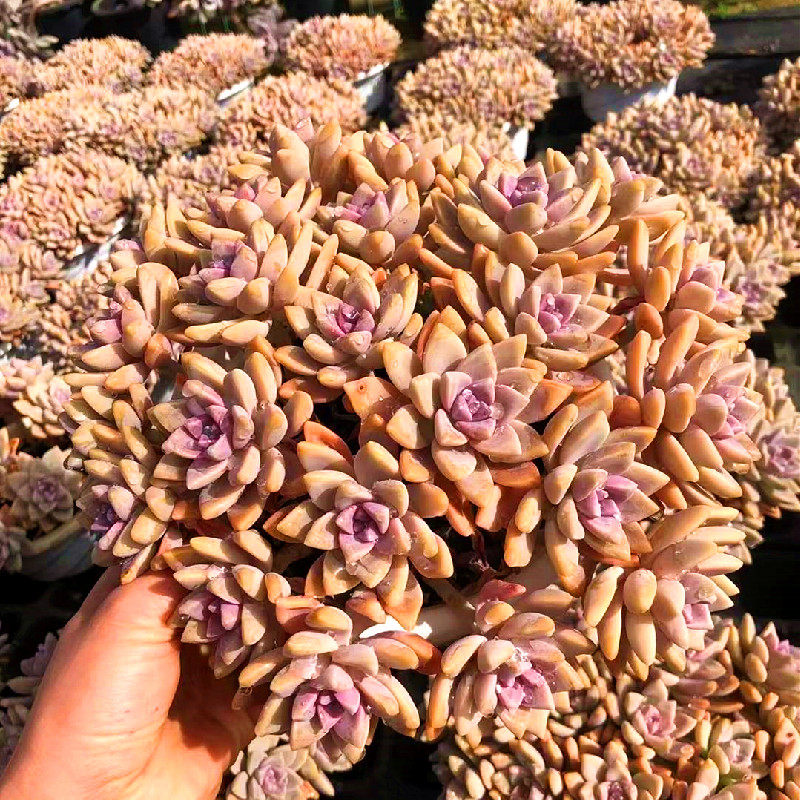 淡雪老桩悬崖多肉植物幽灵公主紫雾大颗精品多肉植物