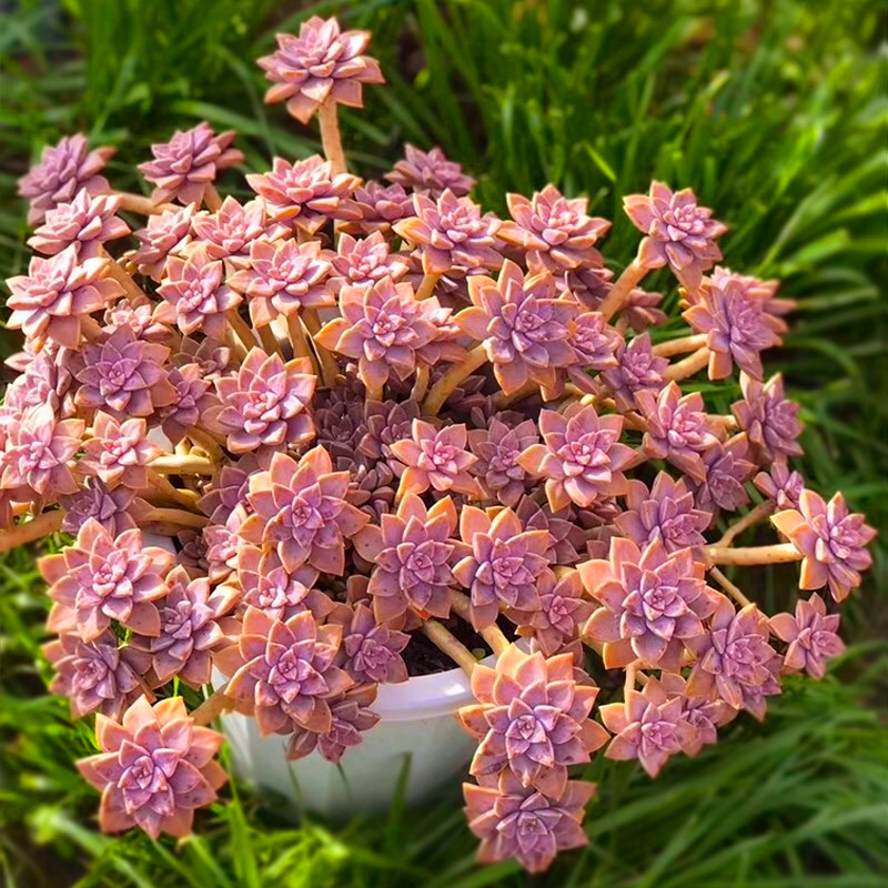 阿伦培多植物悬崖群生阳台绿植花卉网红款多多肉植物