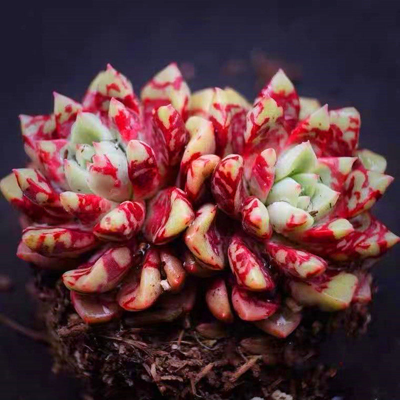 回声血燕血莺雪燕血斑多肉植物盆栽云南稀有多肉植物