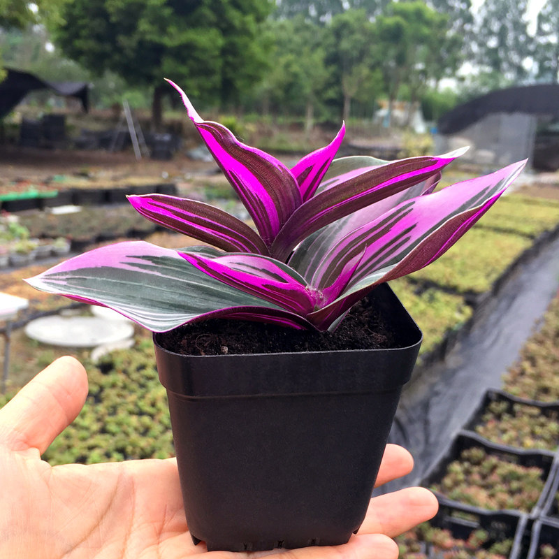 油画婚礼吊兰兰锦盆栽植物大盆荷兰进口带盆绿植