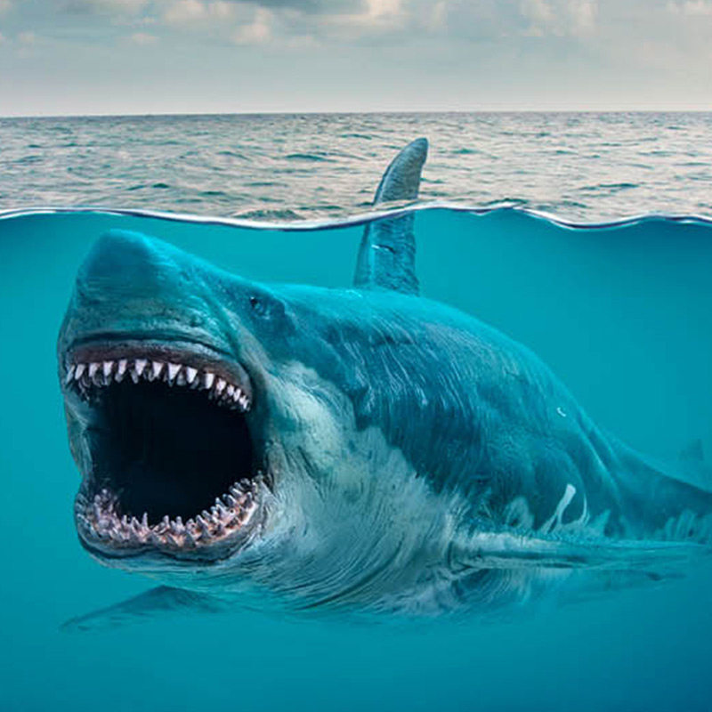 包邮pnso恐龙大王成长陪伴巨齿仿真动物模型仿真