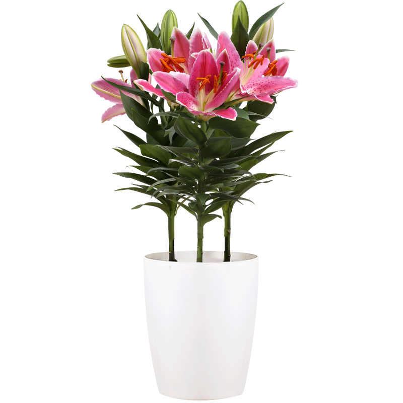 四季百合花盆栽花苞阳台庭院客厅好养花卉香水百合时令草本花卉