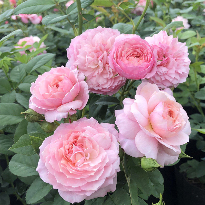 新品月季花康斯坦茨切包月季多季勤花香味好闻阳台时令草本花卉