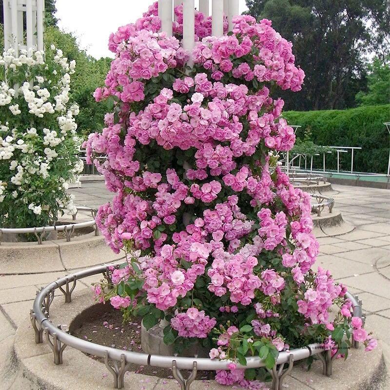 爬藤安吉拉月季藤本藤本月季月季花庭院欧月植物四季时令草本花卉