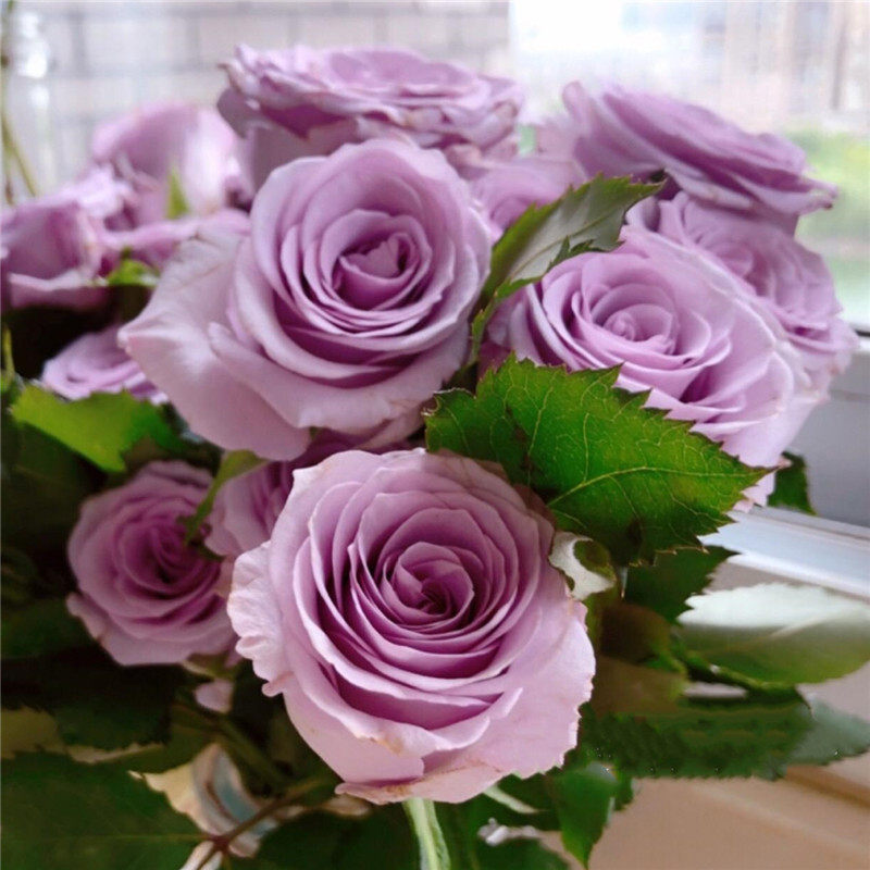 玫瑰花苗玫瑰花海洋之歌香水切花月季苗灌木兰时令草本花卉