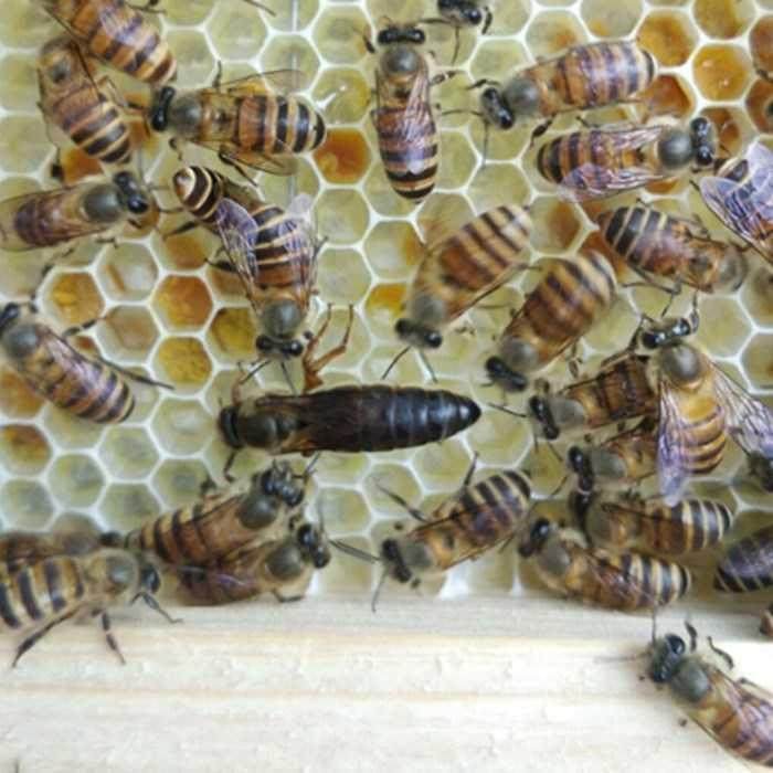 中蜂蜂王活体高产卵交尾双色王阿坝新开产王土蜂红环天柱处女仓