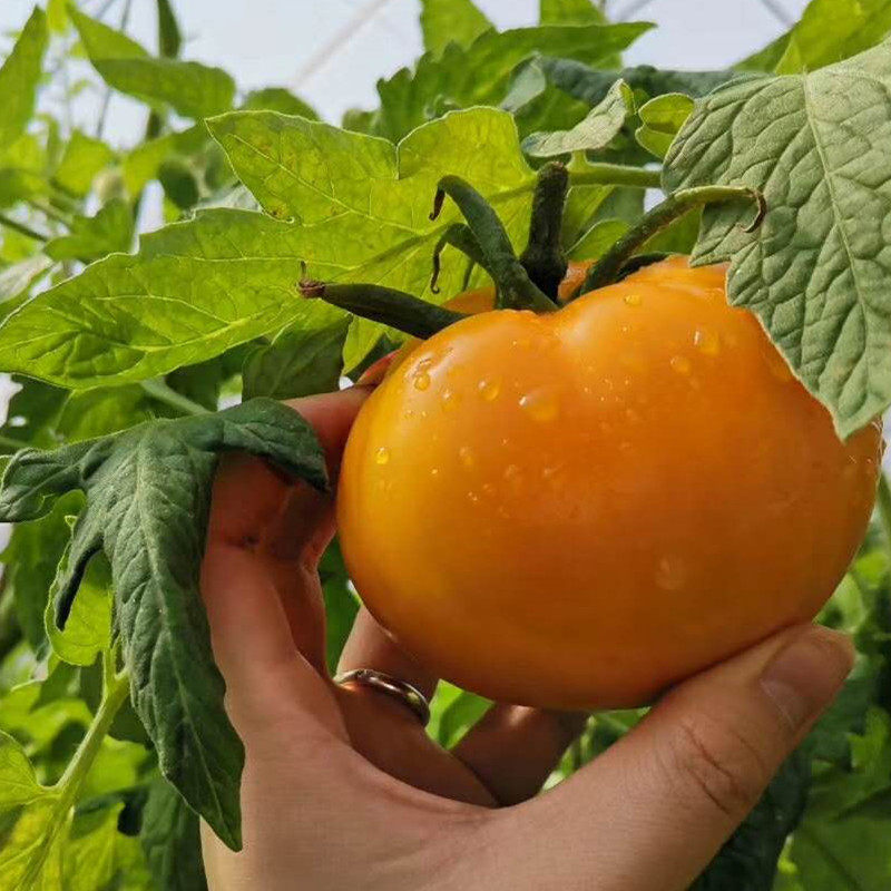 柿子黄柿子内蒙五原县大黄黄色西红柿现摘番茄农家柿子