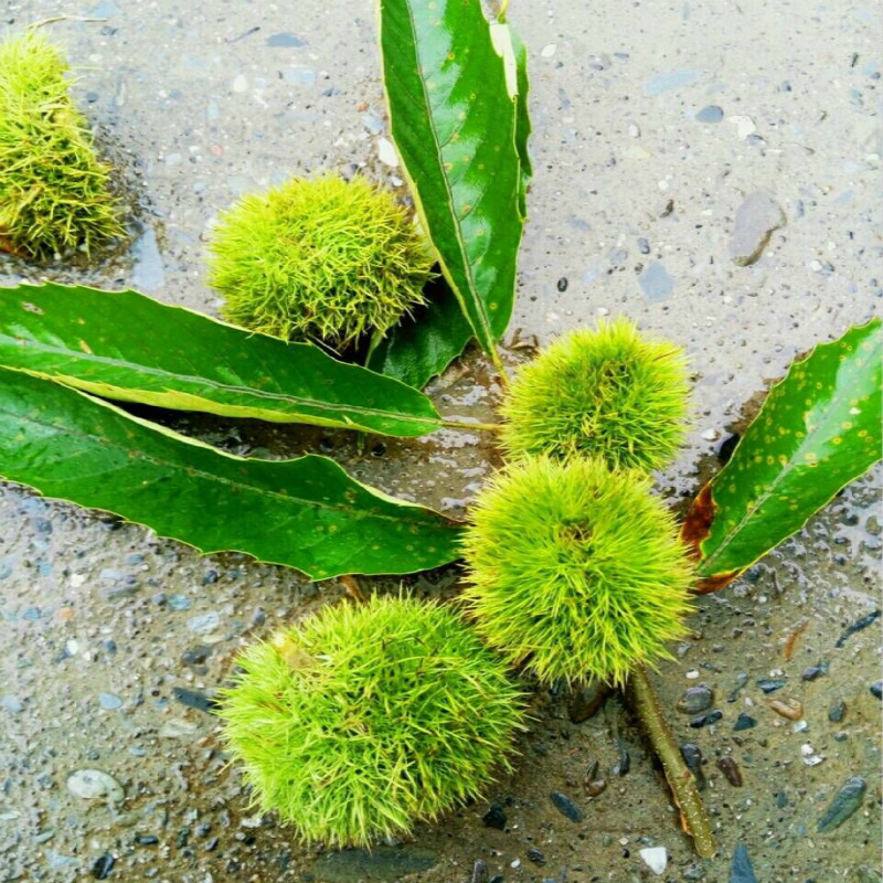 指甲盖大小野生毛栗子安徽山区小板栗泾县新鲜生熟小毛栗一份三斤