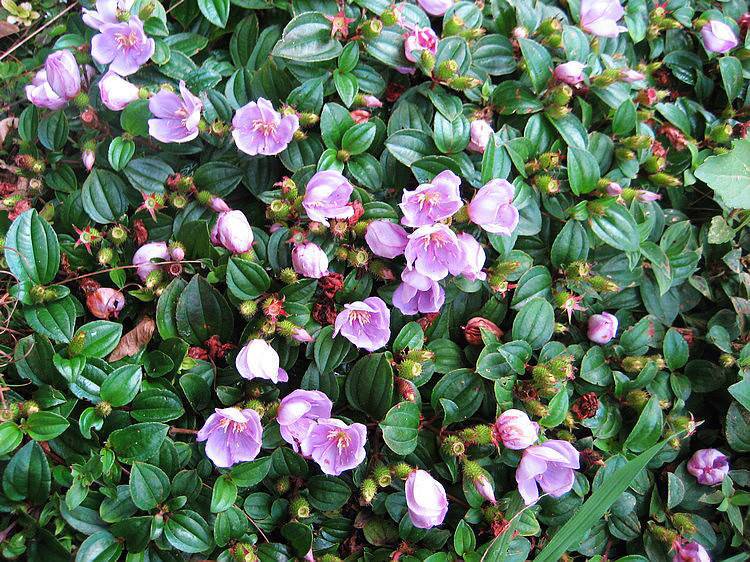 地念苗地稔桃金娘地菍地石榴茄子子野牡丹园林绿化绿植