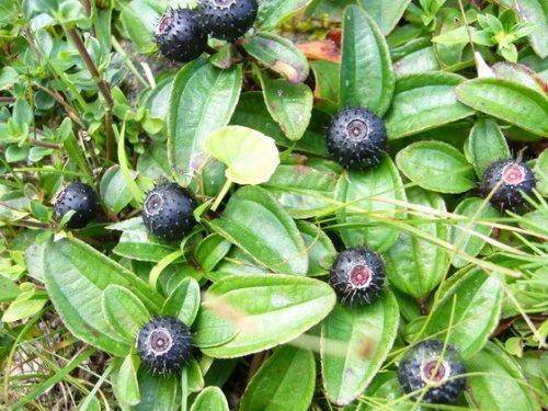 地念苗地稔桃金娘地菍地石榴茄子子野牡丹园林绿化绿植