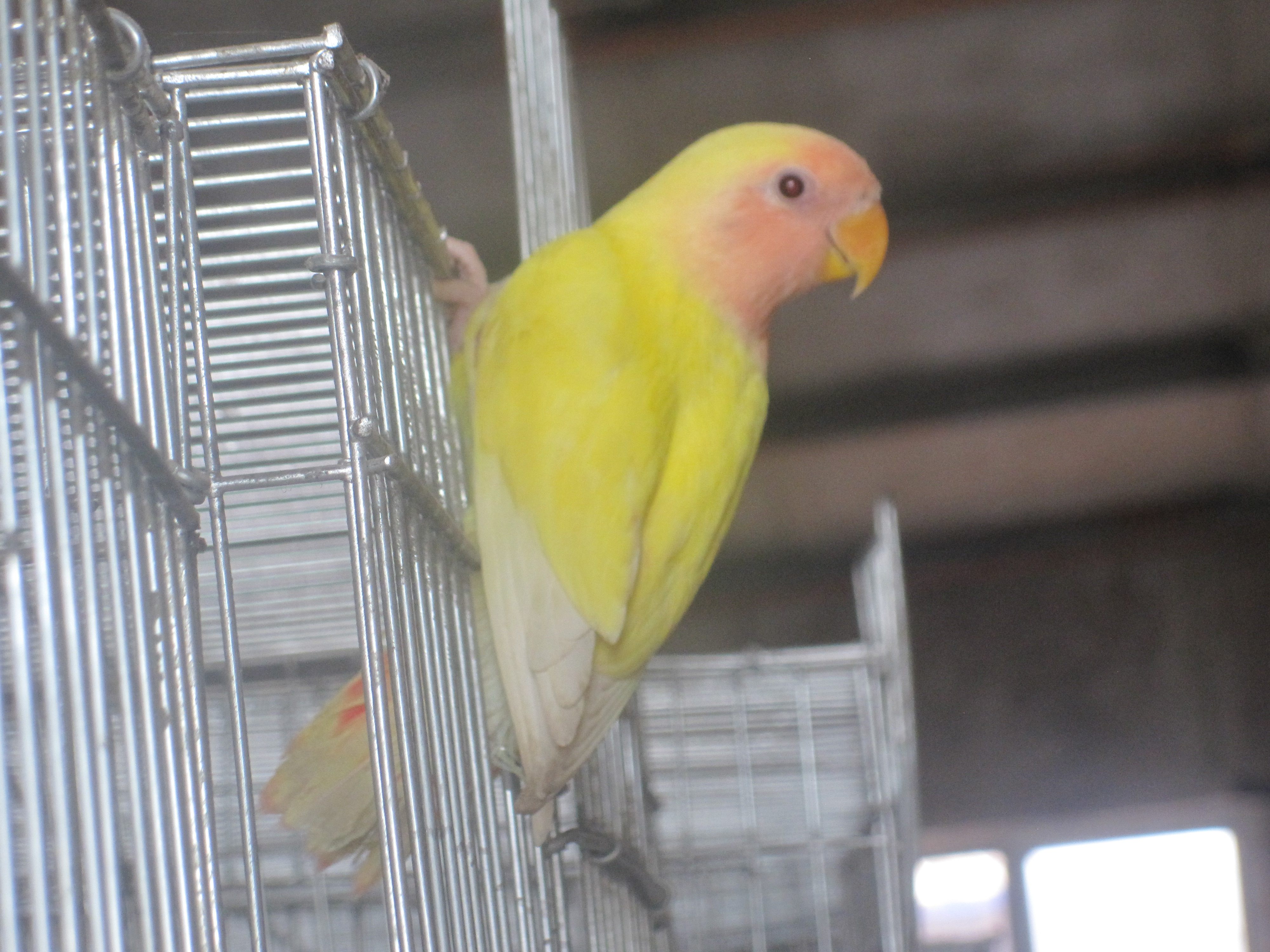 牡丹鹦鹉爱情鸟面类成年黄绿玄凤原始珍珠养殖场鸟