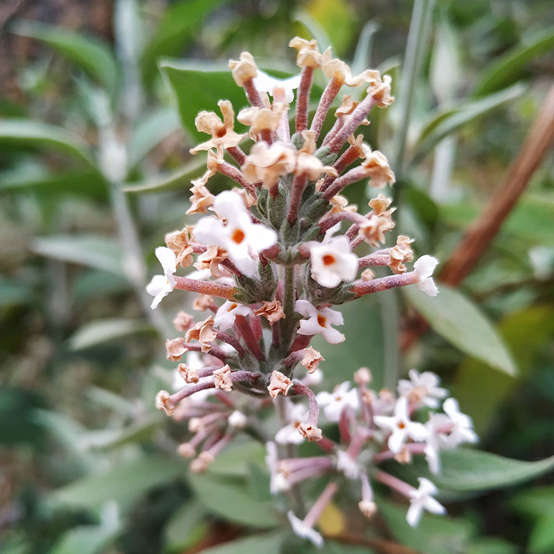 密蒙染料新鲜花染饭花纯植植物云南省染饭黄色糯米