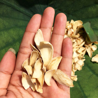 龙山食用500g特级干货1斤宜兴兰州龙牙白野生百合干