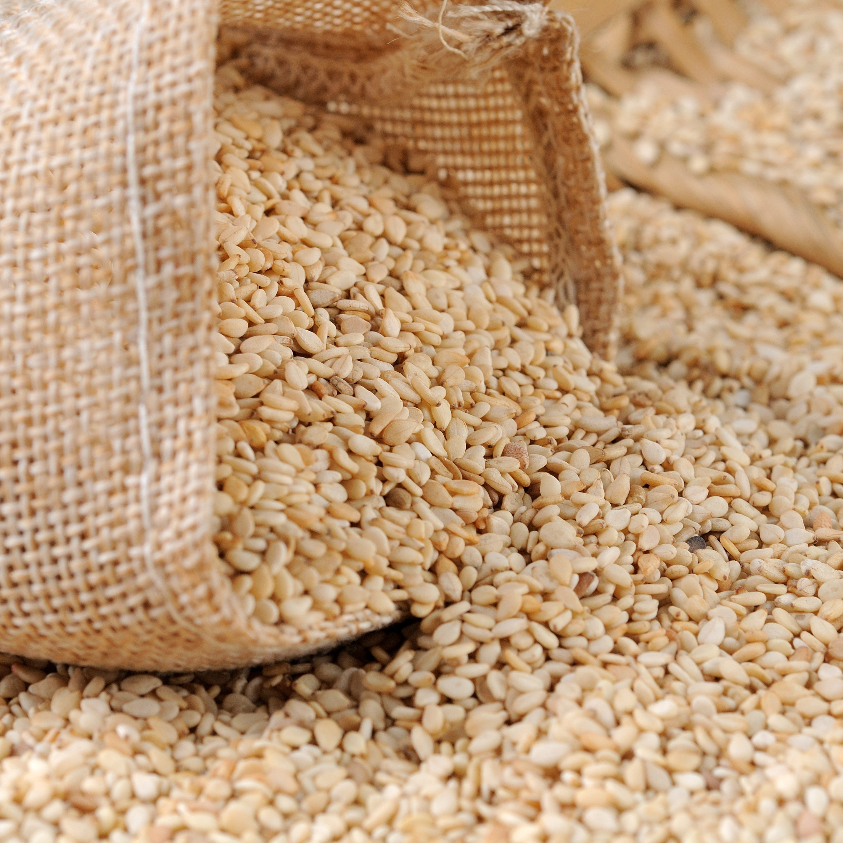 白芝麻长什么样子图片