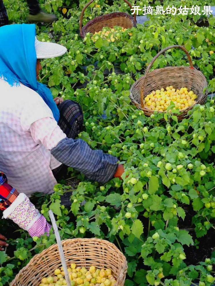 姑娘果 东北菇娘果新鲜现摘应季水果黄姑娘儿甜菇茑3斤灯笼果现货