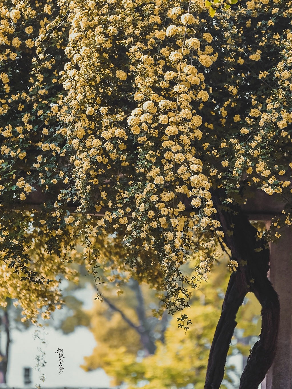 木香红木黄木香橙藤本花卉四季开花庭院爬藤花卉