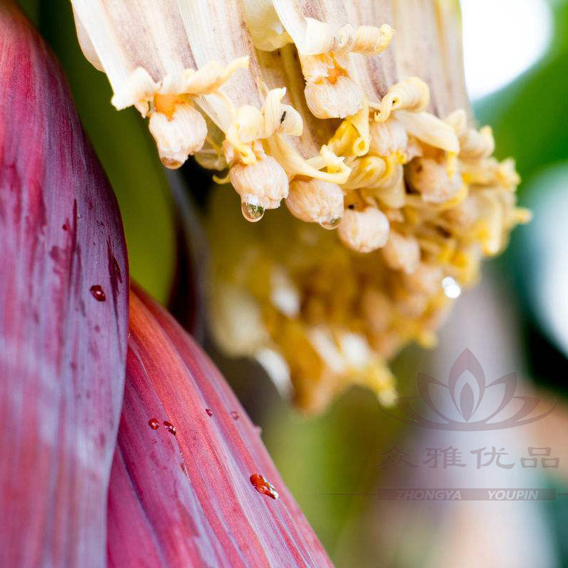 香蕉野生花蕊500g芭蕉花干自然晒干花蕾干大其它
