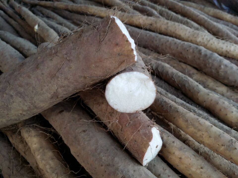 山药北京农产品食用地直产地蔬菜密云毛山药新鲜新鲜山药