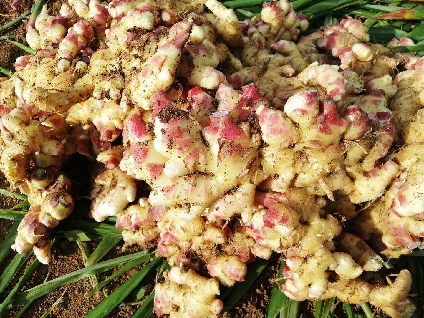 广西现挖新鲜蔬菜生姜辣姜云南小黄黄姜鲜姜生姜