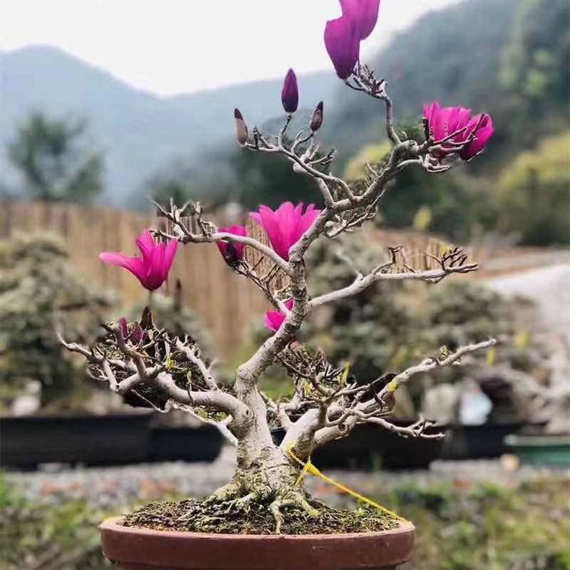 盆栽绿植花卉香型浓香四季盆景矮化花苗玉兰花时令草本花卉