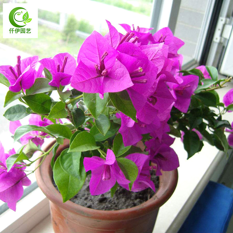 三角盆栽室内阳台爬藤植物办公室常青花卉