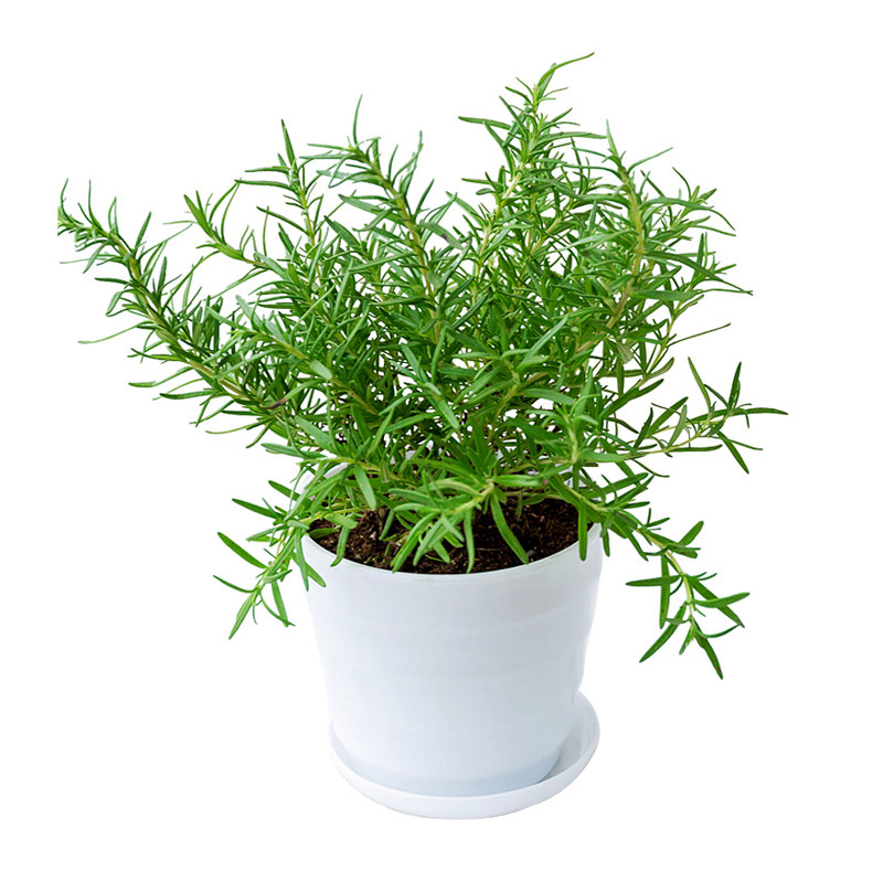 可食用迷迭香盆栽新鲜香草植物百里香牛排调料薄荷绿植