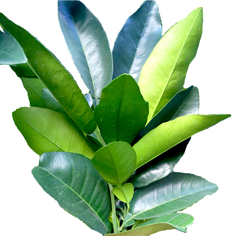 广东老树30年带枝沐浴金柚叶子叶鲜柚开运新鲜柚柚子