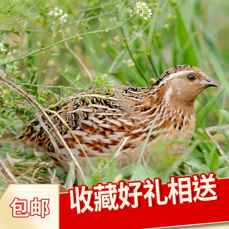 鹌鹑活的成年活物活体下蛋青年散养手养鸟一对鸟