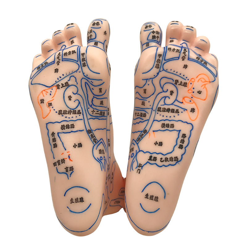 足部按摩模型足底反射区穴位工具器材脚丫足疗按摩器材