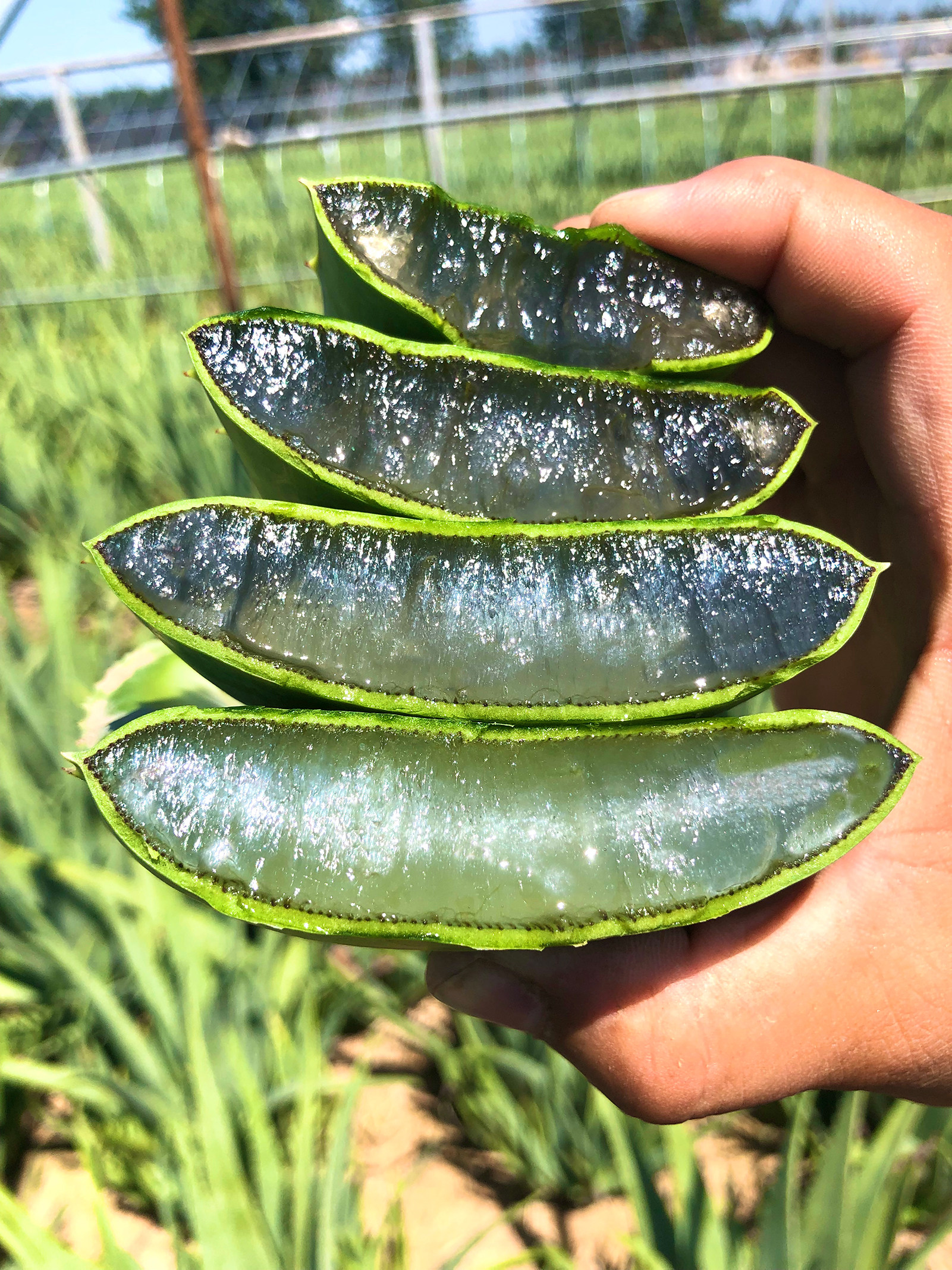 芦荟美国国库拉索盆栽绿植小苗净化空气可食用灌肤多肉植物