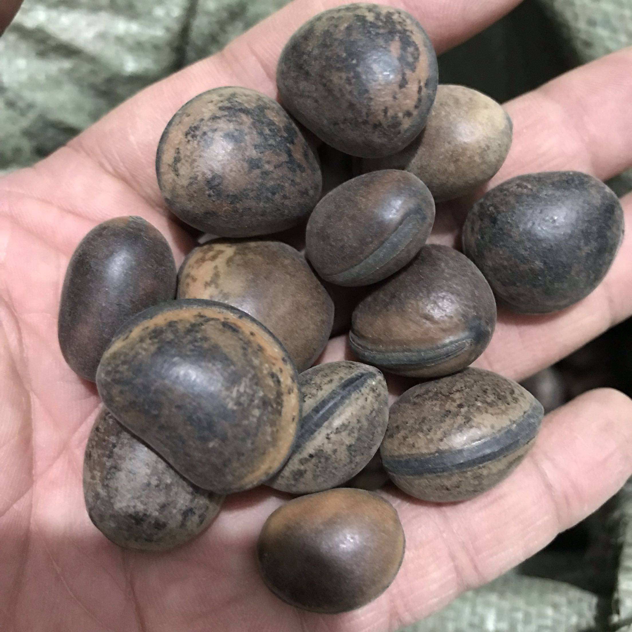 木鱼菩提花木鱼子原料原籽佛珠手串手链挂件佛珠