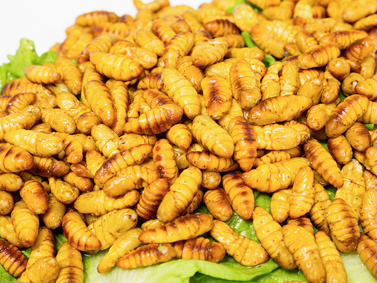 包邮食用新蚕蛹特级新鲜鲜嫩蝉蛹大蚕蛹桑蚕蛹金丝蛹500g