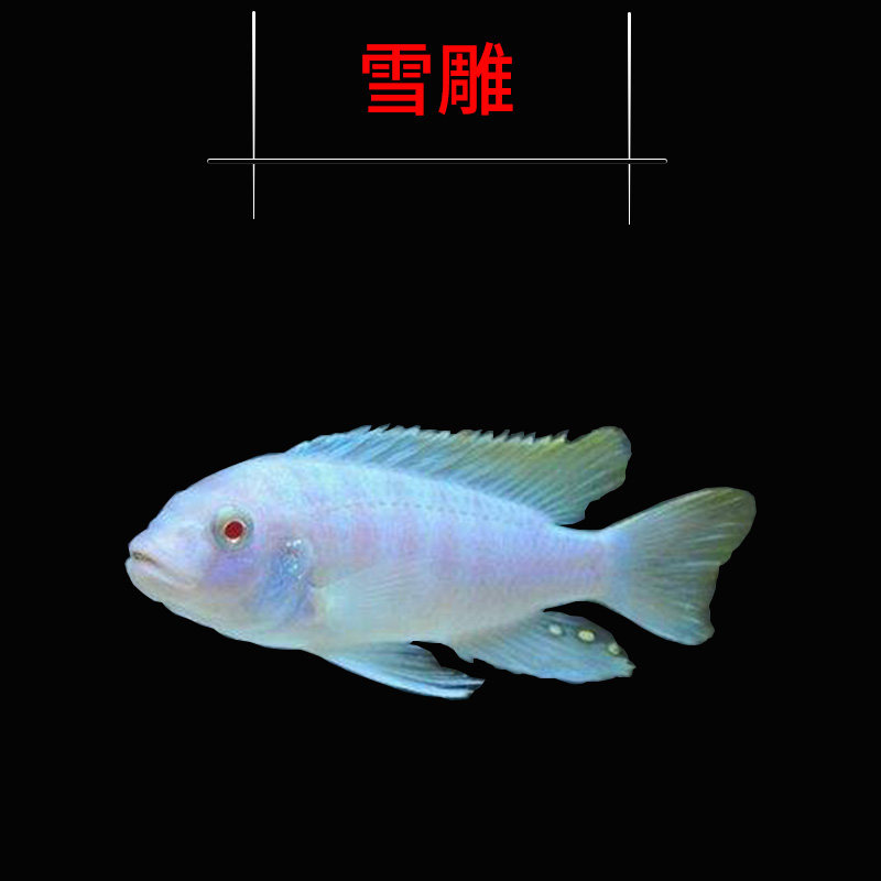 三湖慈鲷鱼马非洲王子凤凰活体淡水中小型耐养鱼